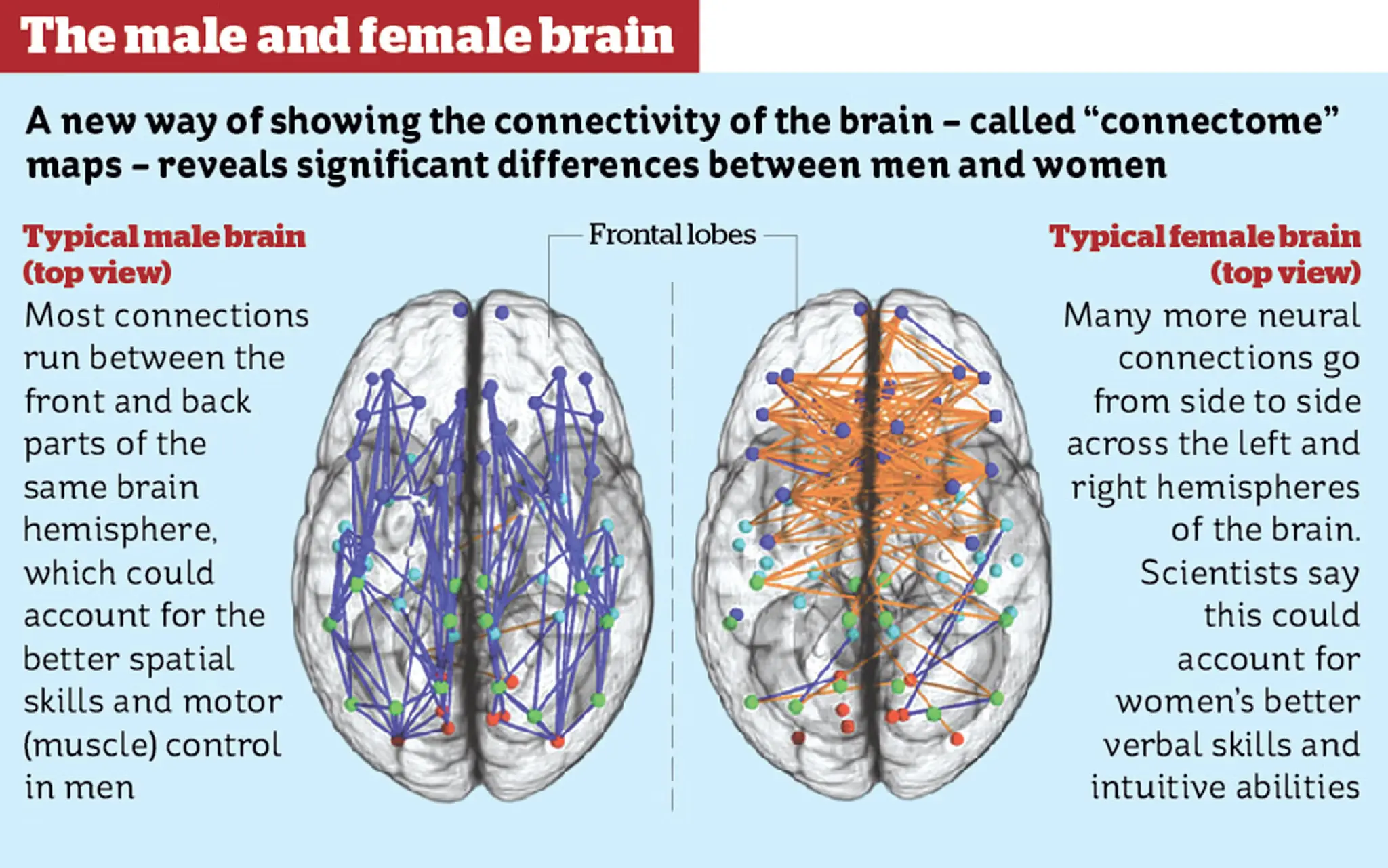 Illustration of a brain highlighting the structural differences between male and female brains.