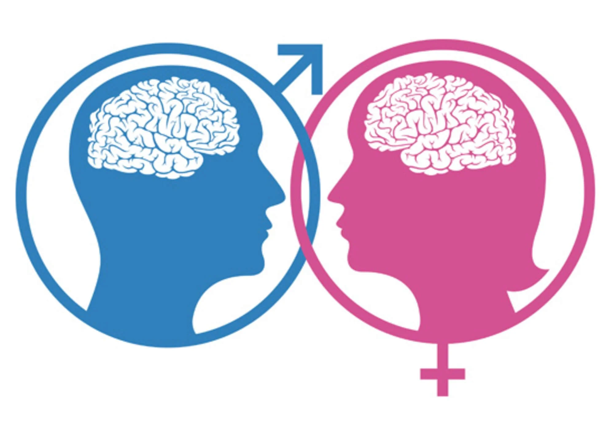 Visual summary of cognitive and emotional differences between male and female brains, including spatial vs. verbal abilities.