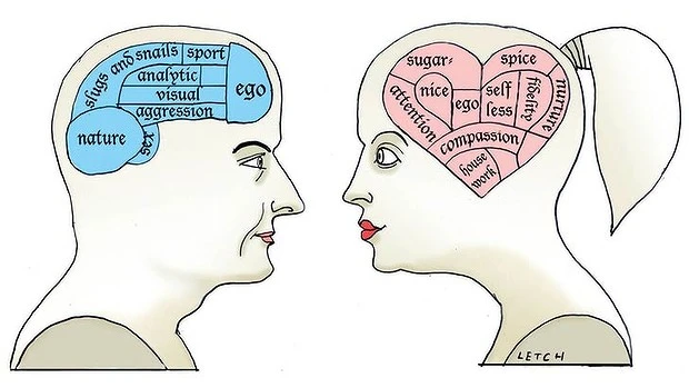 Infographic detailing hormone influences on male and female brain development and function.