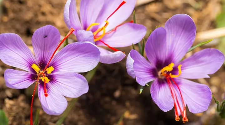 Saffron Crocus: Tanaman Bunga Paling Mahal di Dunia 2024