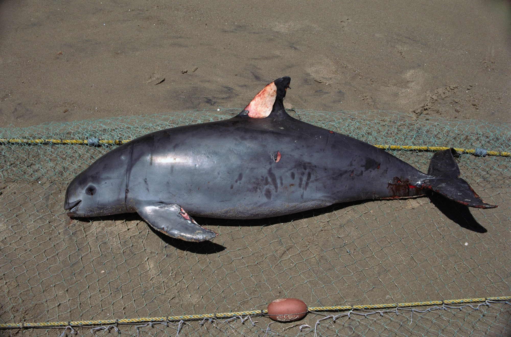 Acoustic monitoring device used to track vaquita movements 