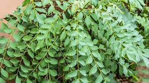 Curry Leaf