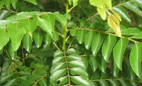 Curry Leaf