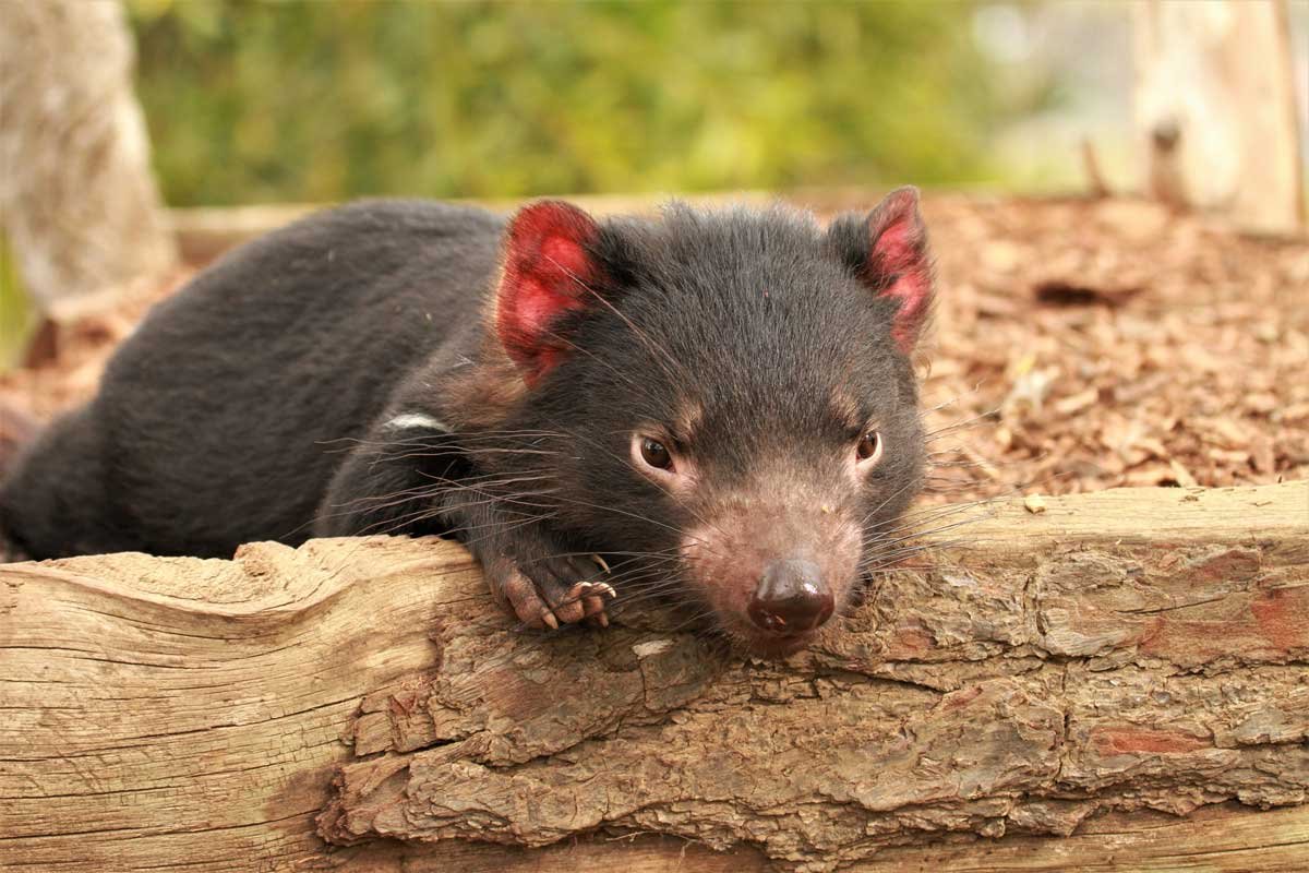 Tasmanian Devil: The Iconic Predator of Australia