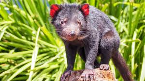 Tasmanian Devil