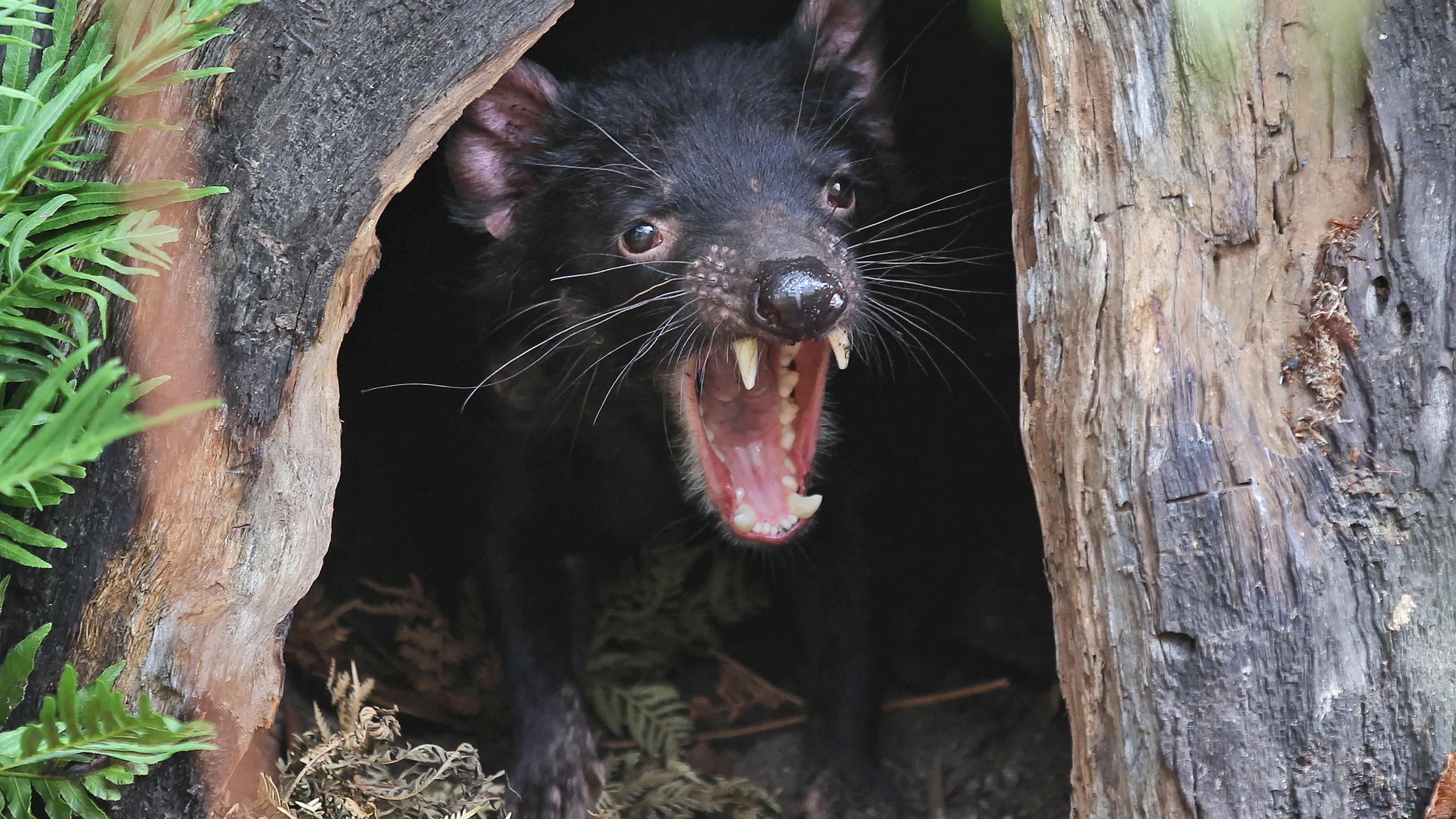 Tasmanian Devil