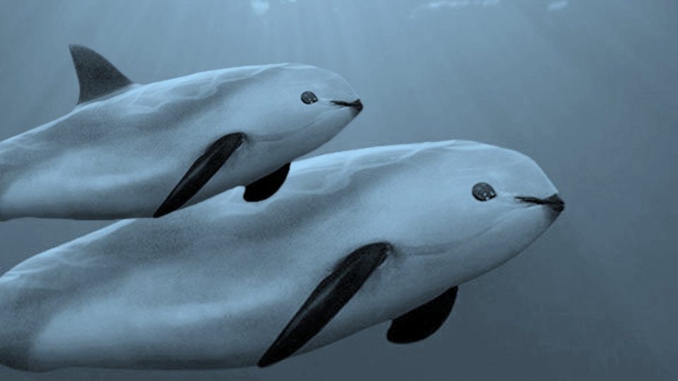 Conservationists removing illegal fishing nets to protect vaquitas 