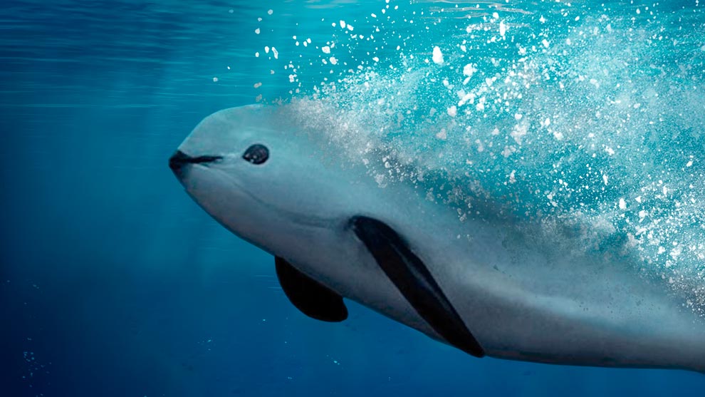 Vaquita swimming in shallow Gulf of California waters