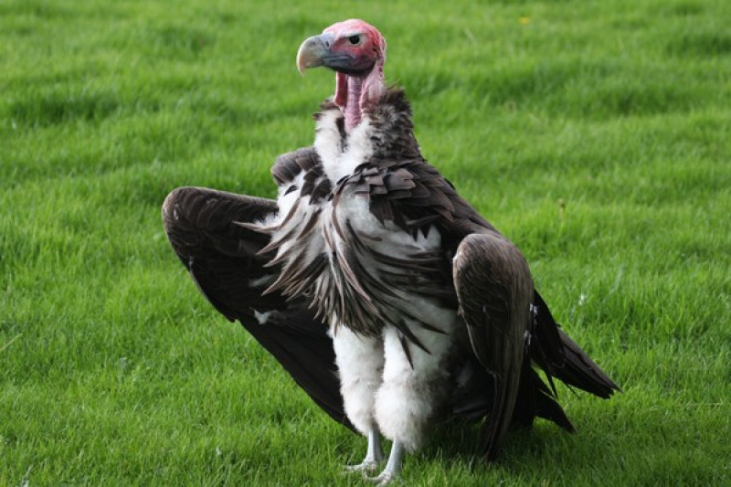 Burung Násar