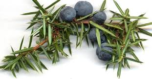 Juniper Berry