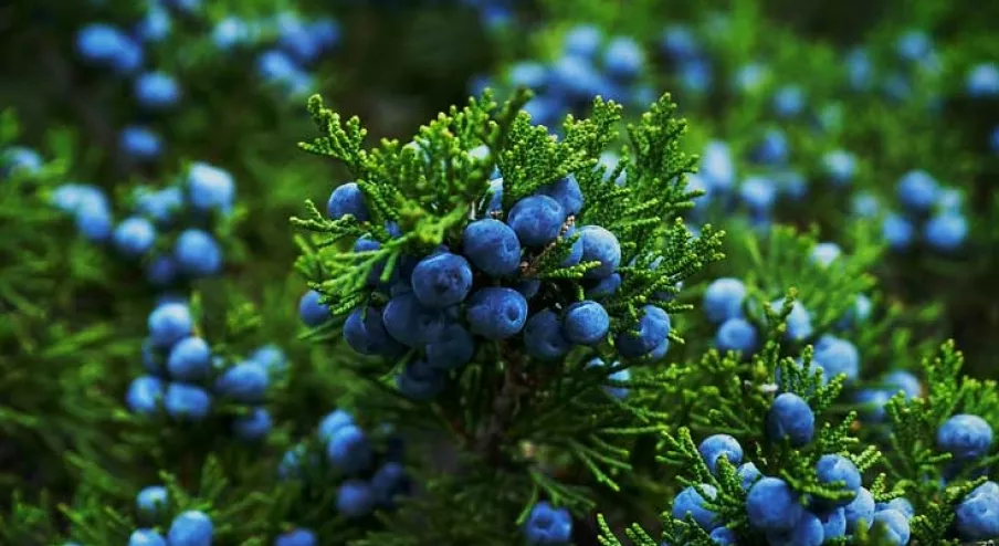 Juniper Berry