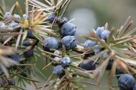 Juniper Berry