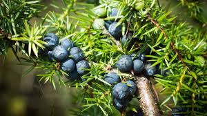 Juniper Berry