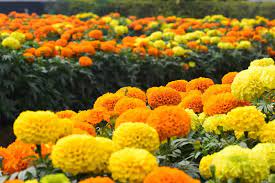 Bunga Marigold