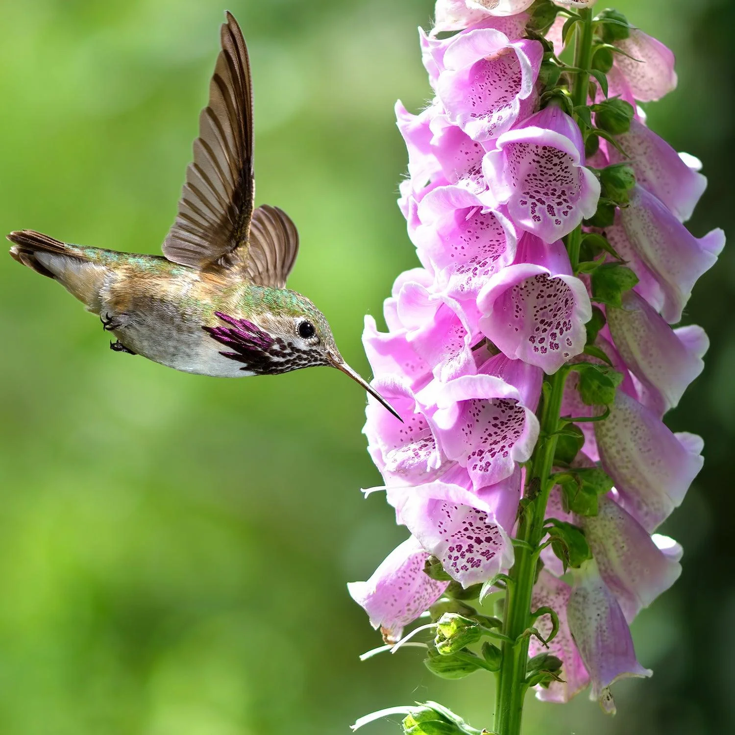 foxglove