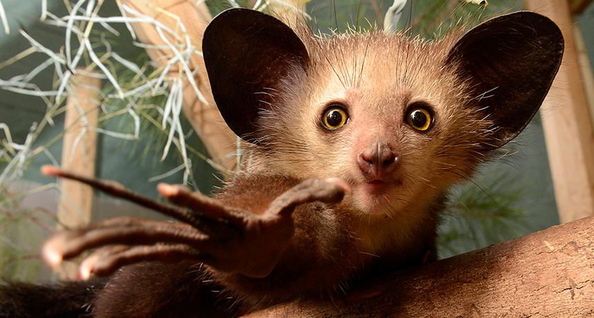 Aye-aye : Primata Unik dari Madagaskar