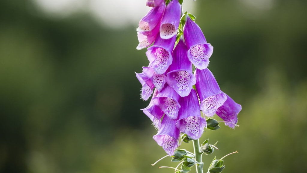 foxglove