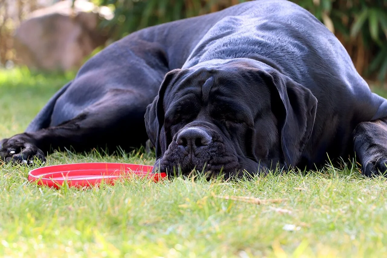 Penampilan Cane Corso Terlihat Sangar