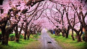 Taman Sakura Cibodas