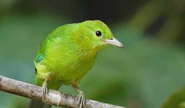 Burung Cucak Ijo Mini : Rahasia Merawat Agar Cepat Gacor dan Jinak 2025