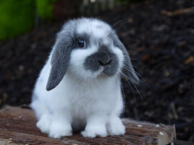 Mini Lop