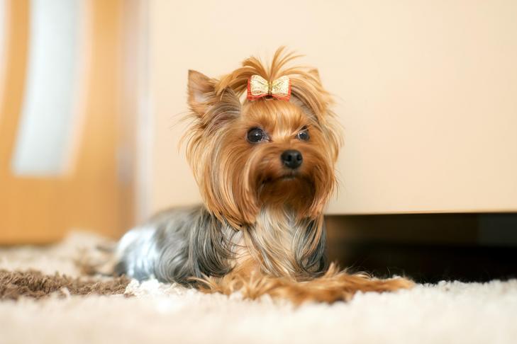 5 Hal Mengejutkan yang Aku Pelajari Setelah Memelihara Yorkshire Terrier