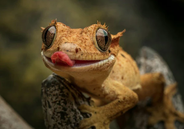 Crested Gecko