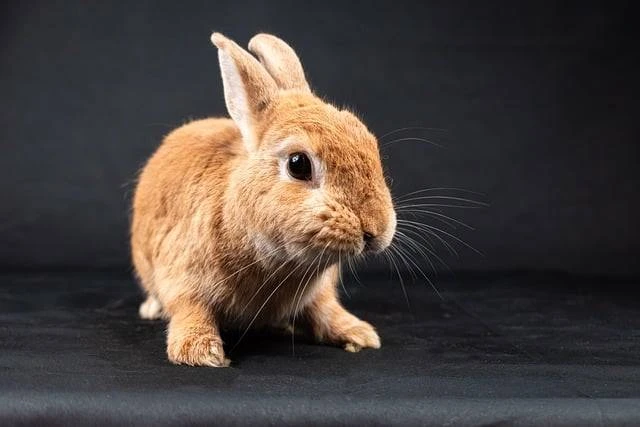Kelinci Netherland Dwarf