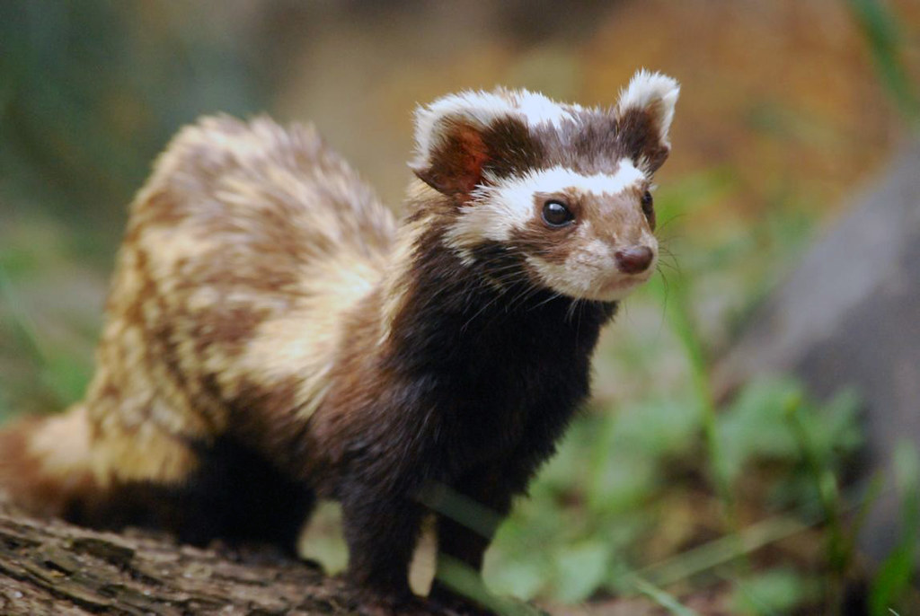 Antara Estetika dan Pertahanan Diri