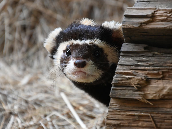 Bentang Alam dan Sebaran Geografis Marbled Polecat