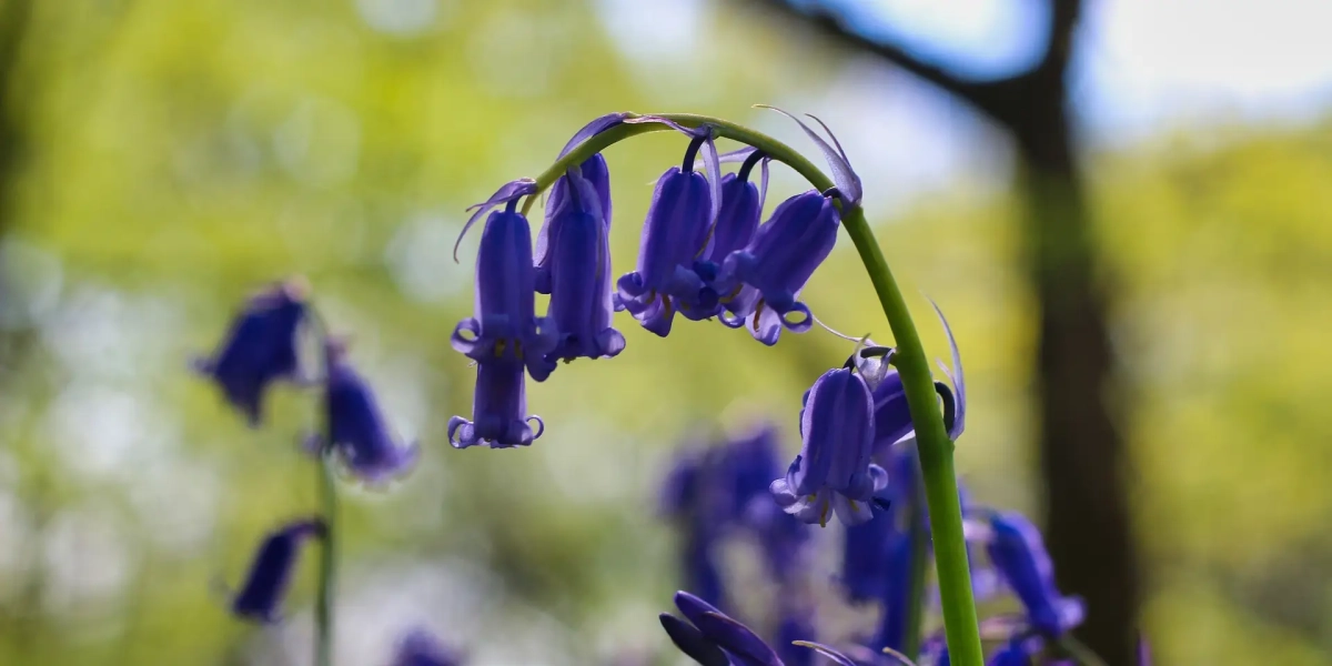 Keunikan Botani dan Karakteristik Visual bunga Bluebell