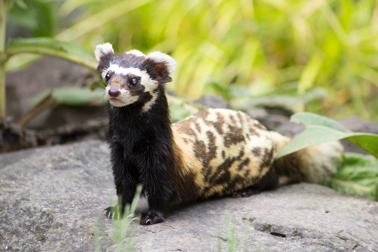 Mengenal Marbled Polecat: Si Mungil Corak Unik Penjaga Alam