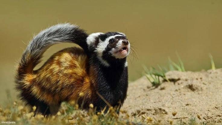 Marbled Polecat