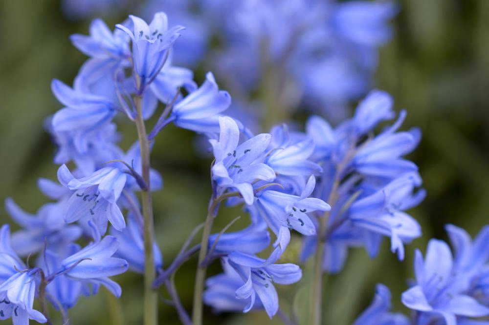 Mengapa Bluebell Menjadi Primadona Fotografi Alam