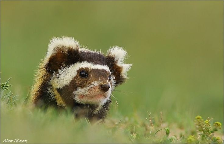 habitat Marbled Polecat