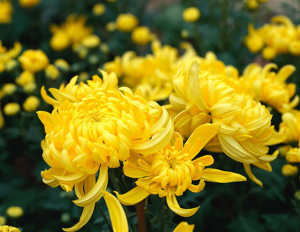 Asal Usul Chrysanthemum China yang Sarat Makna