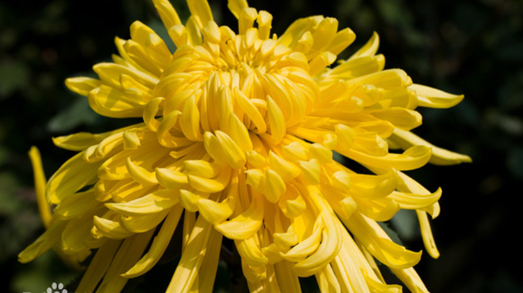 Chrysanthemum China