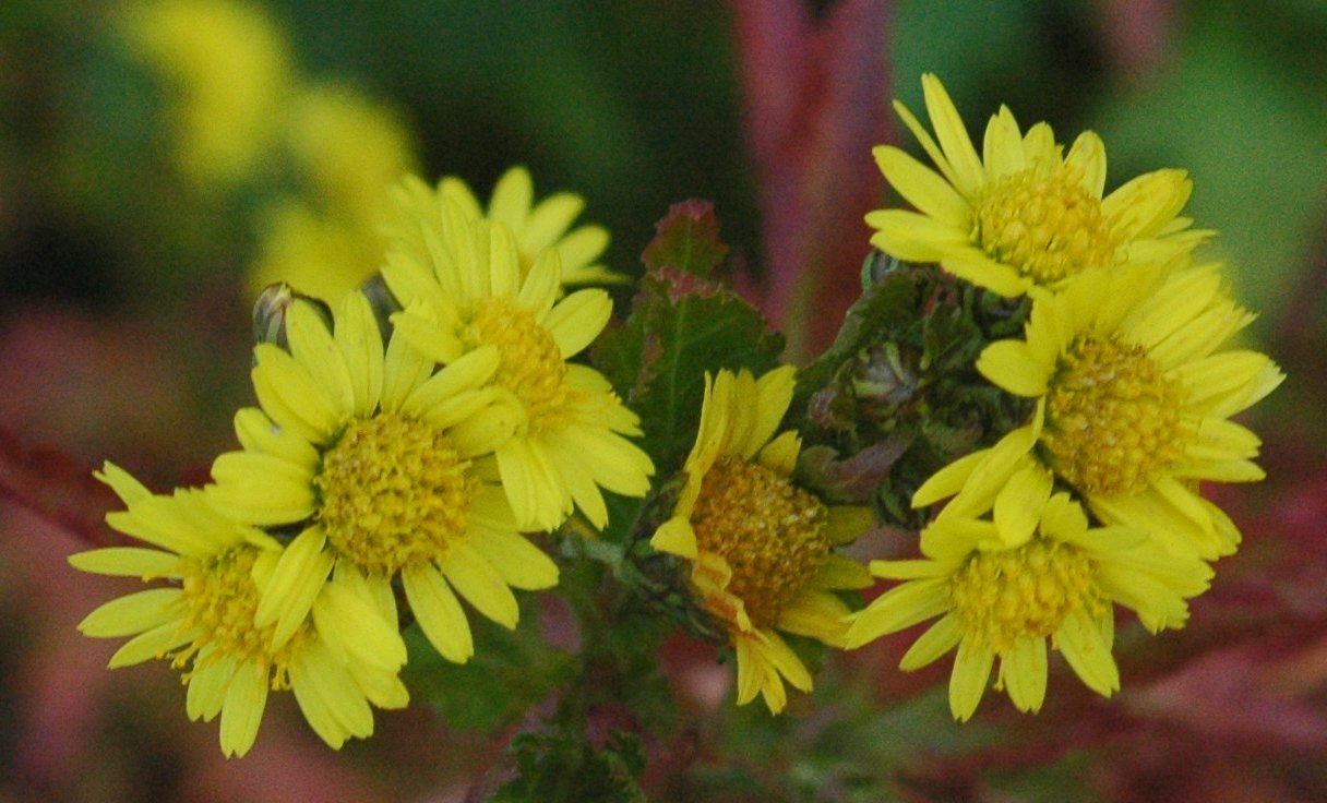 Kenapa Chrysanthemum Sangat Mudah Ditemui