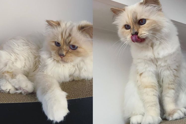 Kucing Karl Lagerfeld