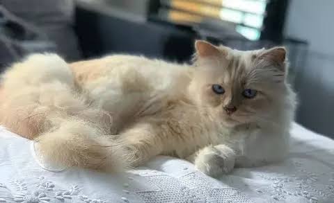 Kucing Karl Lagerfeld