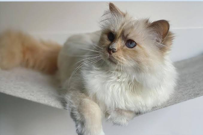 Kucing Karl Lagerfeld