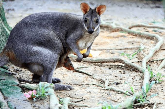 Kanguru