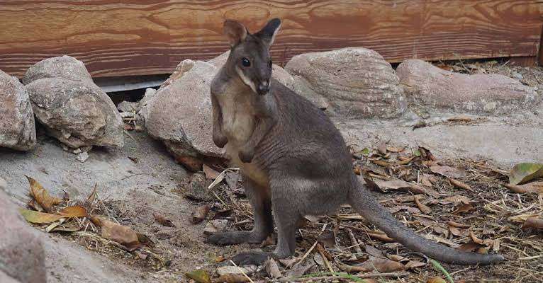 Kanguru